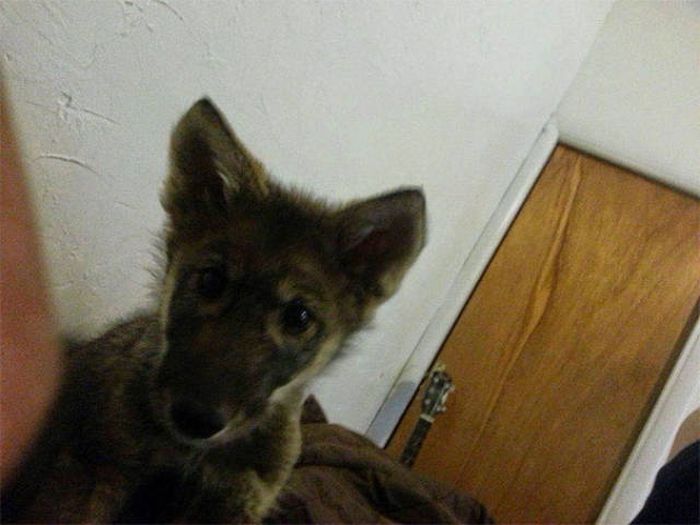 This Guy Thought He Got A Puppy, But That Wasn't The Case (9 pics) This Guy Thought He Got A Puppy, But That Wasn't The Case (9 pics)