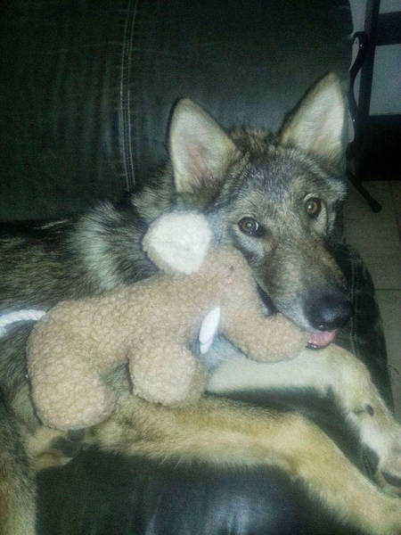 This Guy Thought He Got A Puppy, But That Wasn't The Case (9 pics) This Guy Thought He Got A Puppy, But That Wasn't The Case (9 pics)