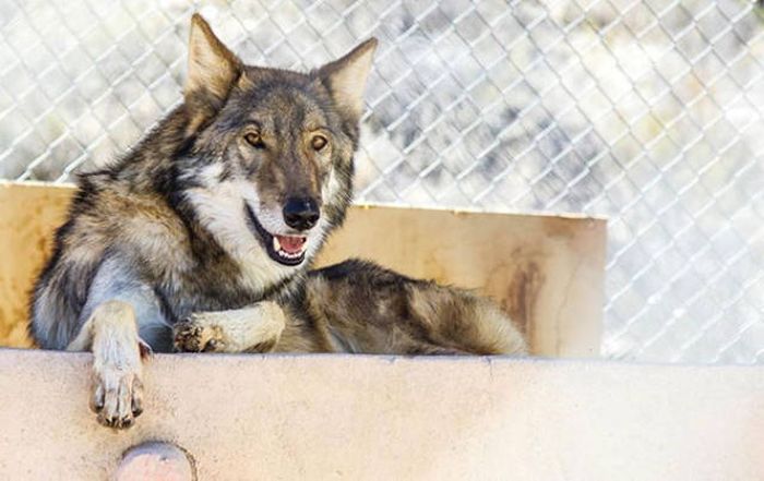 This Guy Thought He Got A Puppy, But That Wasn't The Case (9 pics) This Guy Thought He Got A Puppy, But That Wasn't The Case (9 pics)