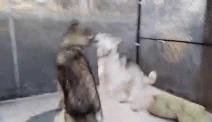 This Guy Thought He Got A Puppy, But That Wasn't The Case (9 pics)