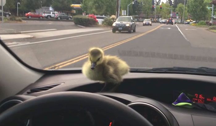 Man Can't Get Rid Of A Gosling After Rescuing Her From Drowning (5 pics)