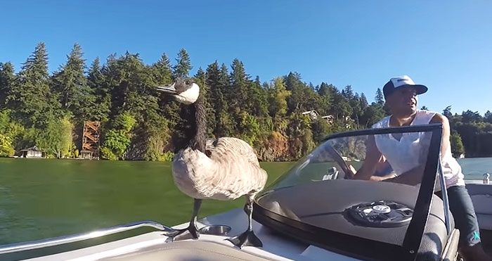 Man Can't Get Rid Of A Gosling After Rescuing Her From Drowning (5 pics)
