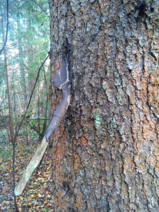 Stubborn Trees That Have Grown Through Objects (43 pics)