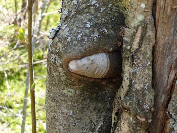 Stubborn Trees That Have Grown Through Objects (43 pics)