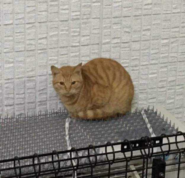 Anti-Cat Spikes Are Completely Useless (4 pics)
