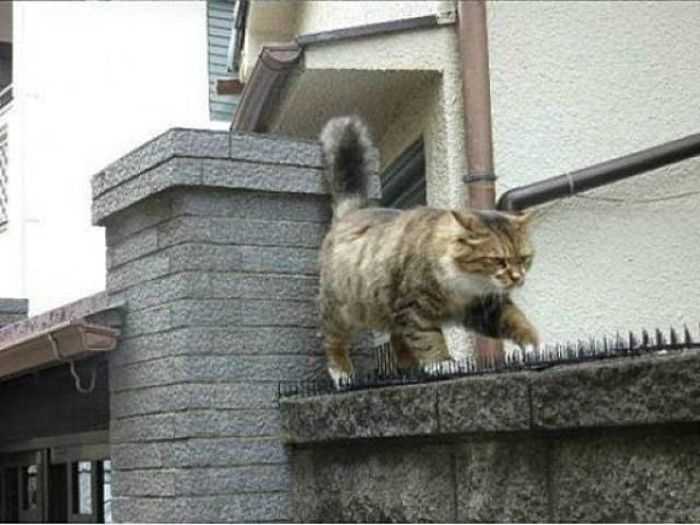 Anti-Cat Spikes Are Completely Useless (4 pics)