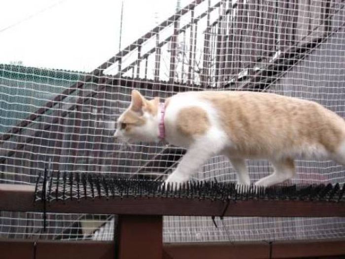 Anti-Cat Spikes Are Completely Useless (4 pics)