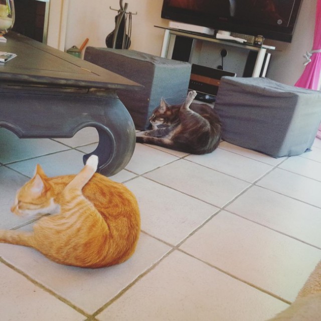 Synchronized Cats Are Absolutely Adorable (36 pics)