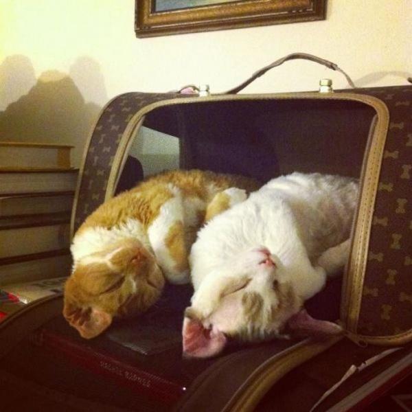 Synchronized Cats Are Absolutely Adorable (36 pics)