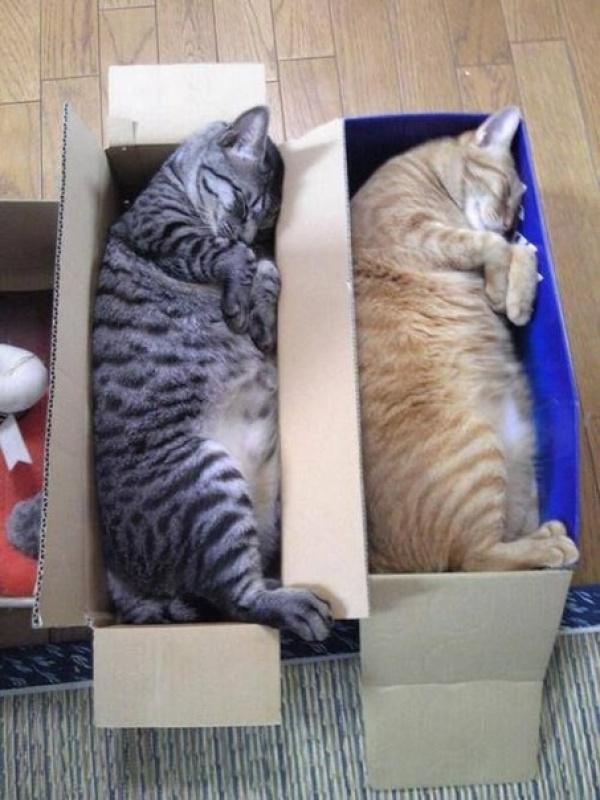 Synchronized Cats Are Absolutely Adorable (36 pics)