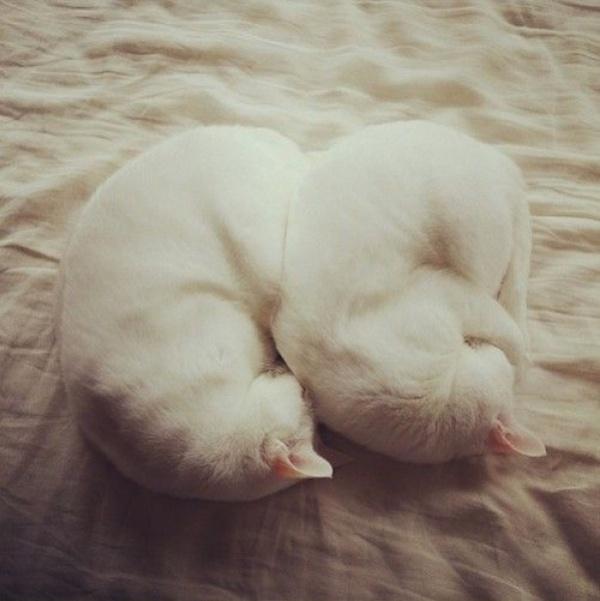 Synchronized Cats Are Absolutely Adorable (36 pics)