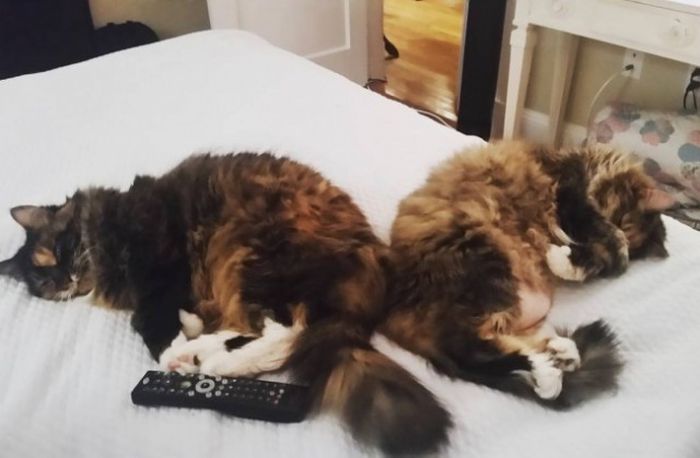 Synchronized Cats Are Absolutely Adorable (36 pics)