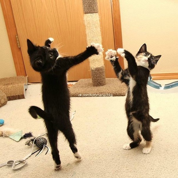 Synchronized Cats Are Absolutely Adorable (36 pics)