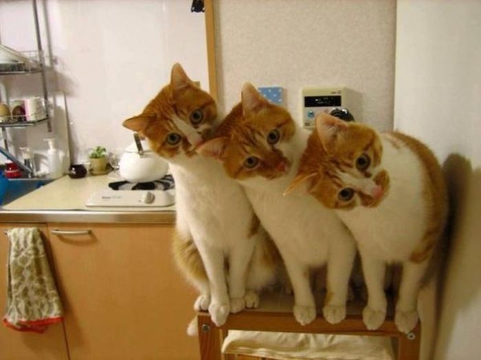 Synchronized Cats Are Absolutely Adorable (36 pics)