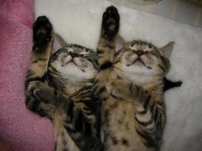 Synchronized Cats Are Absolutely Adorable (36 pics)