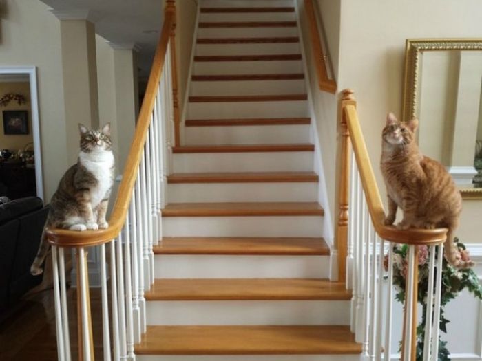 Synchronized Cats Are Absolutely Adorable (36 pics)