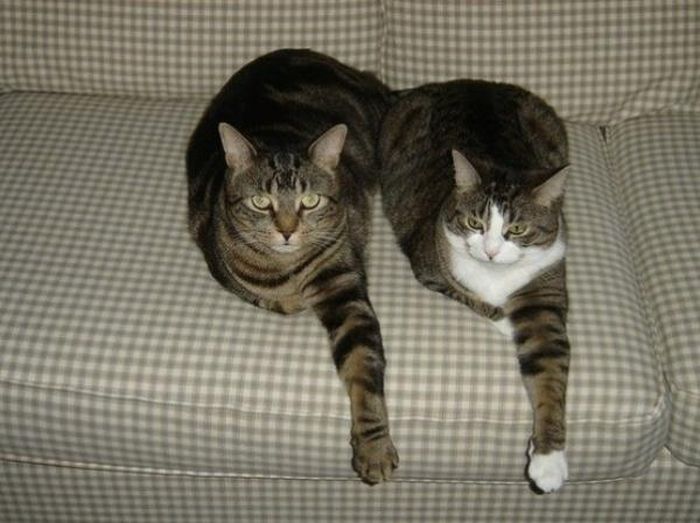 Synchronized Cats Are Absolutely Adorable (36 pics)