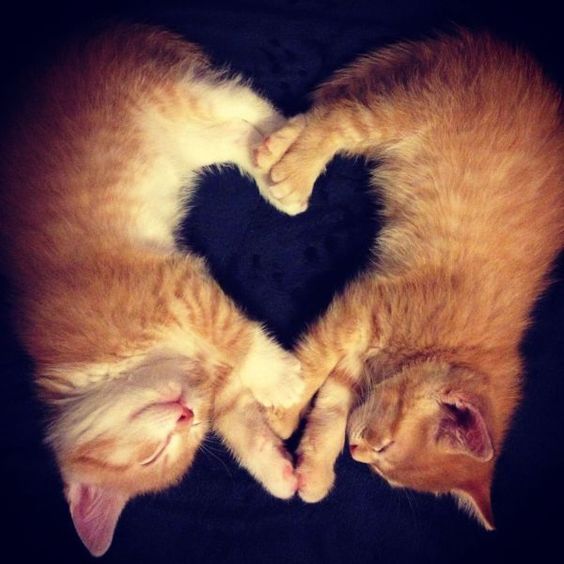 Synchronized Cats Are Absolutely Adorable (36 pics)