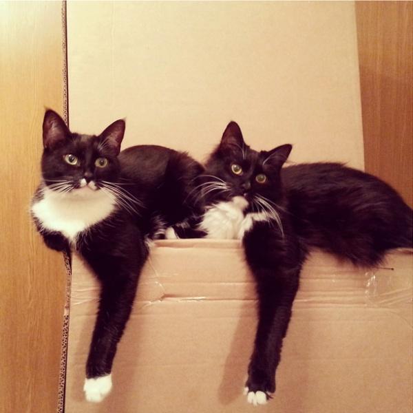 Synchronized Cats Are Absolutely Adorable (36 pics)