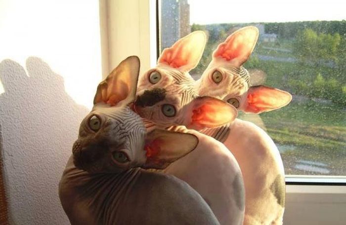 Synchronized Cats Are Absolutely Adorable (36 pics)