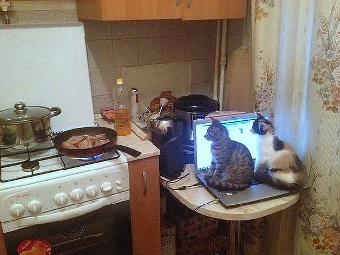 Synchronized Cats Are Absolutely Adorable (36 pics)