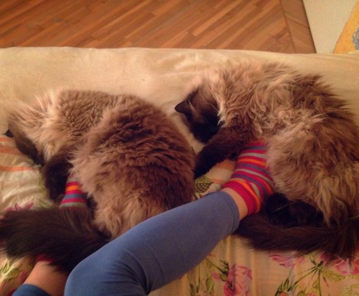 Synchronized Cats Are Absolutely Adorable (36 pics)