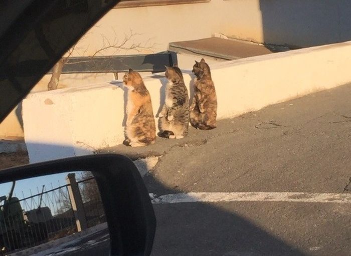 Synchronized Cats Are Absolutely Adorable (36 pics)