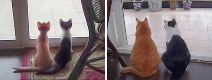 Synchronized Cats Are Absolutely Adorable (36 pics)