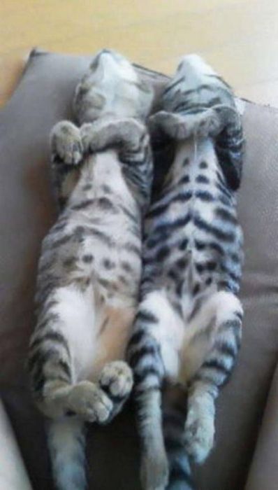 Synchronized Cats Are Absolutely Adorable (36 pics)