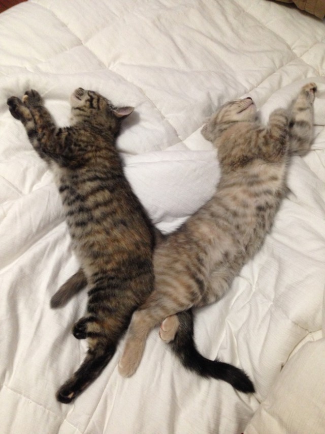 Synchronized Cats Are Absolutely Adorable (36 pics)