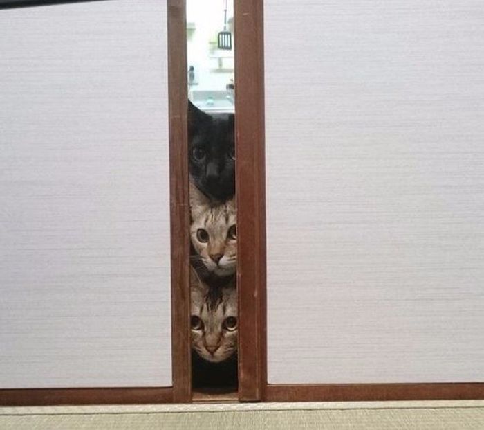 Synchronized Cats Are Absolutely Adorable (36 pics)