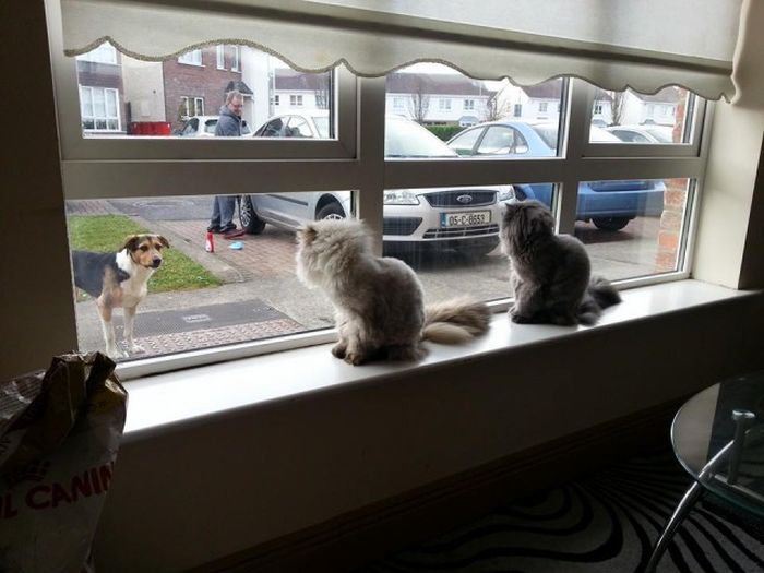 Synchronized Cats Are Absolutely Adorable (36 pics)