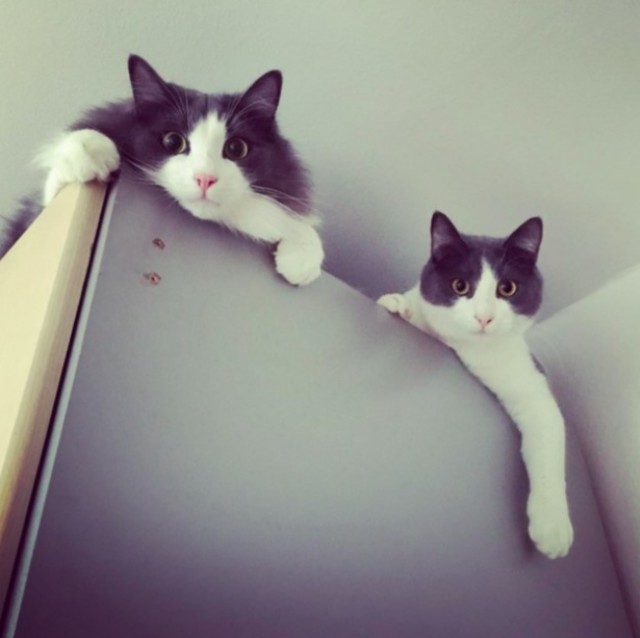 Synchronized Cats Are Absolutely Adorable (36 pics)