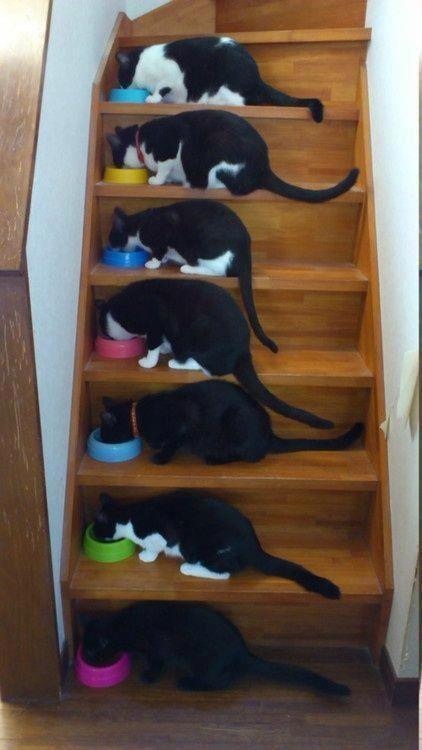 Synchronized Cats Are Absolutely Adorable (36 pics)