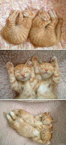 Synchronized Cats Are Absolutely Adorable (36 pics)