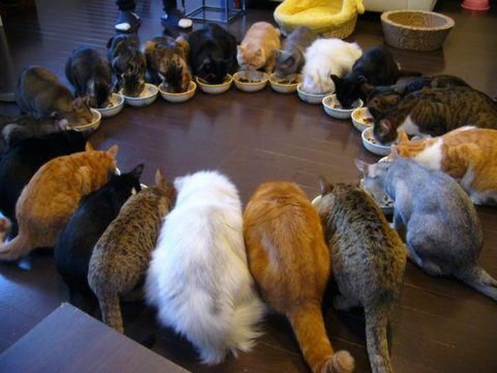 Synchronized Cats Are Absolutely Adorable (36 pics)