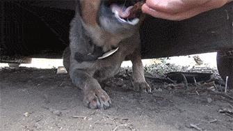 Dog Finds A Forever Home After Spending 11 Months Underneath A Dumpster (7 gifs)