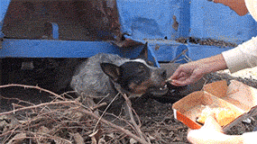 Dog Finds A Forever Home After Spending 11 Months Underneath A Dumpster (7 gifs)