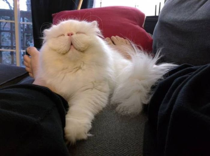 Cats With Facial Expressions That Every Working Human Can Relate To (15 pics)