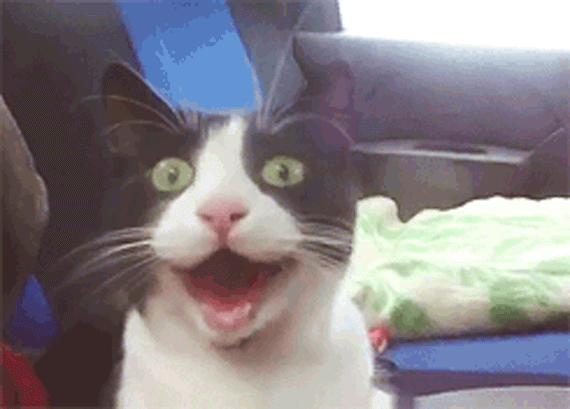 Cats With Facial Expressions That Every Working Human Can Relate To (15 pics)