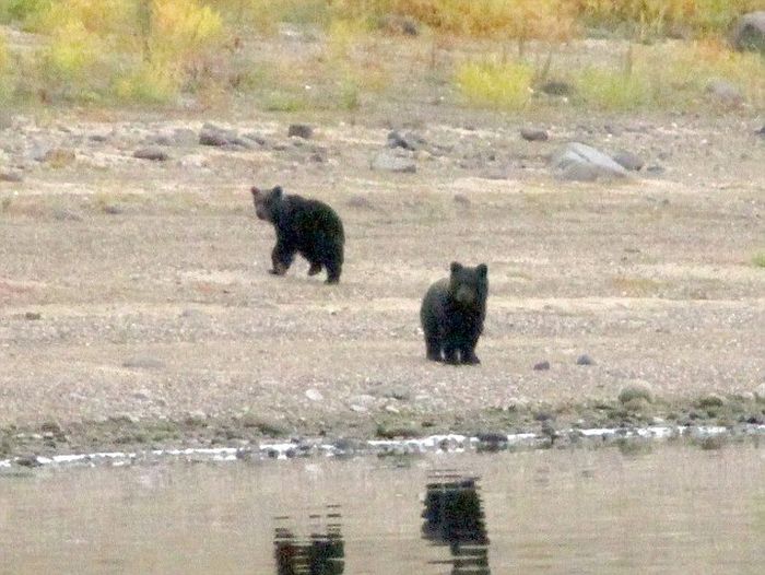 The Moment When A Bear Mother Abandoned Her Cubs (4 pics)