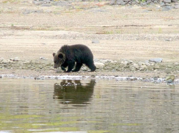 The Moment When A Bear Mother Abandoned Her Cubs (4 pics)