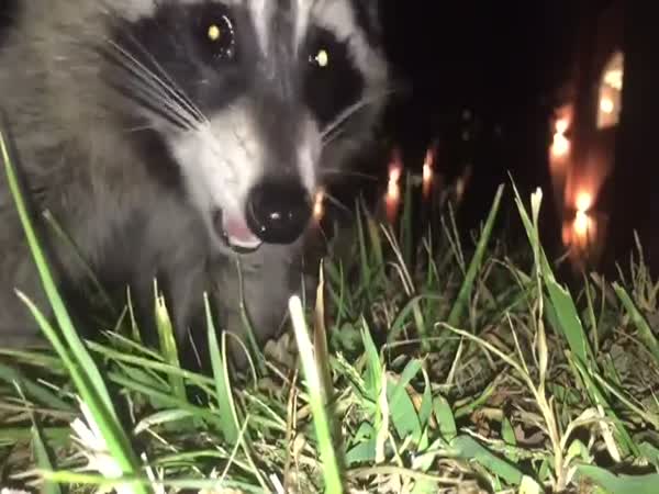 Raccoon Steals Phone