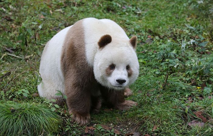 The World’s Only Brown Panda Is Becoming A Celebrity (10 pics)