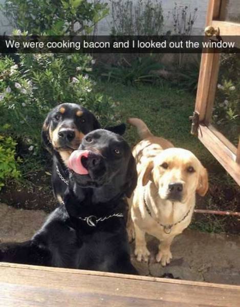 Acid Picdump (115 pics)