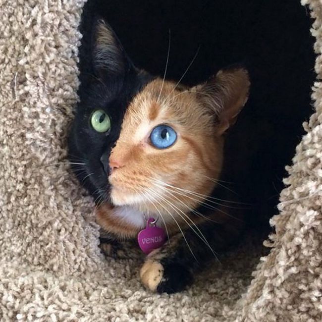 Some Of The Most Beautiful Cats In The Entire World (29 pics)