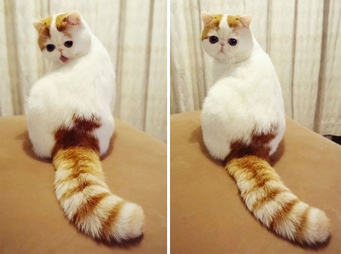 Some Of The Most Beautiful Cats In The Entire World (29 pics)
