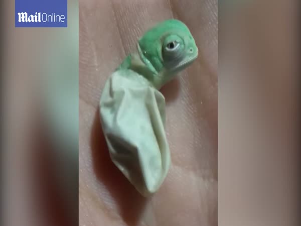 Adorable Moment Baby Chameleon Hatches And Changes Colour