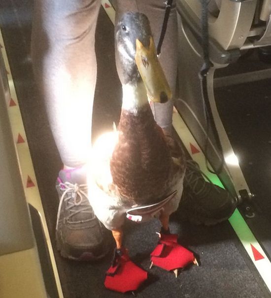 Guy Brings Adorable Emotional Support Duck On A Plane (3 pics)