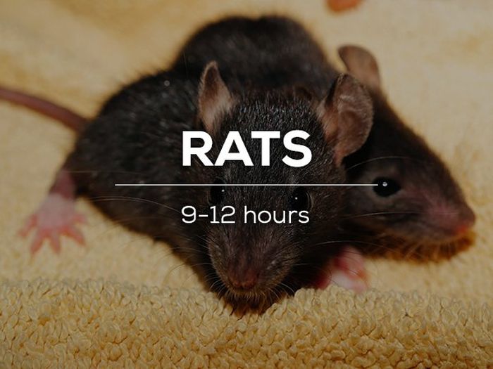 Sleeping Habits Of The Creatures In The Animal Kingdom (16 pics)